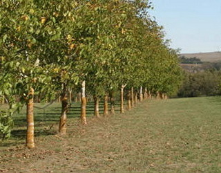 Правильне розташування сортів-запилювачів у горіховому саду запобігає швидкому поширенню ВСЛЧ